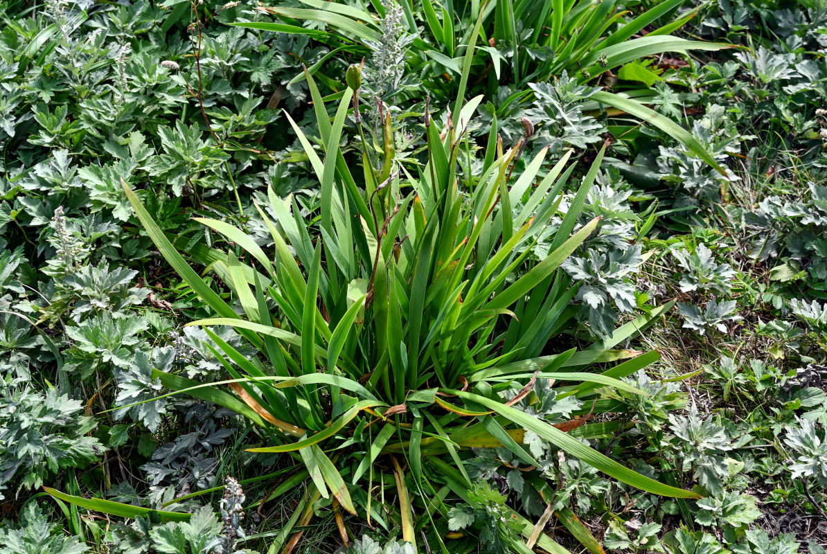 Image of Iris setosa specimen.