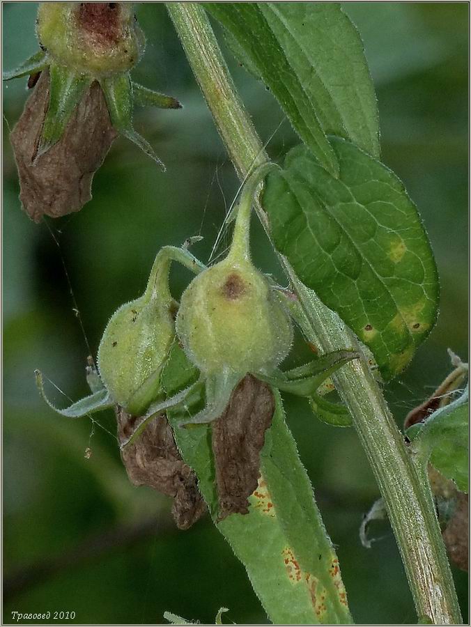 Изображение особи Campanula rapunculoides.