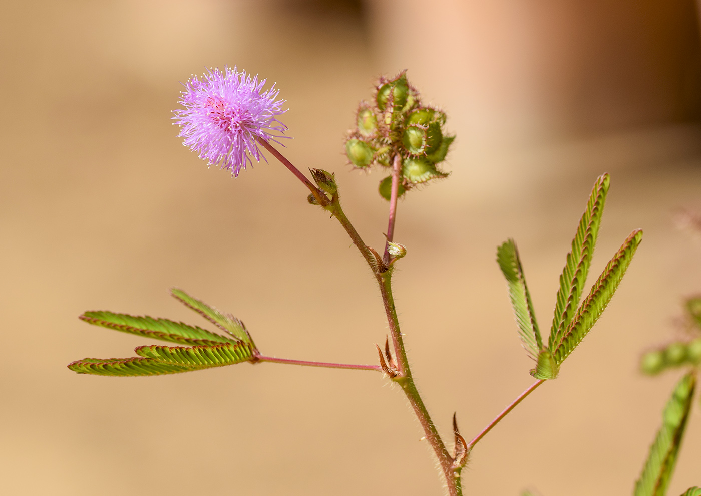 Image of Mimosa pudica specimen.