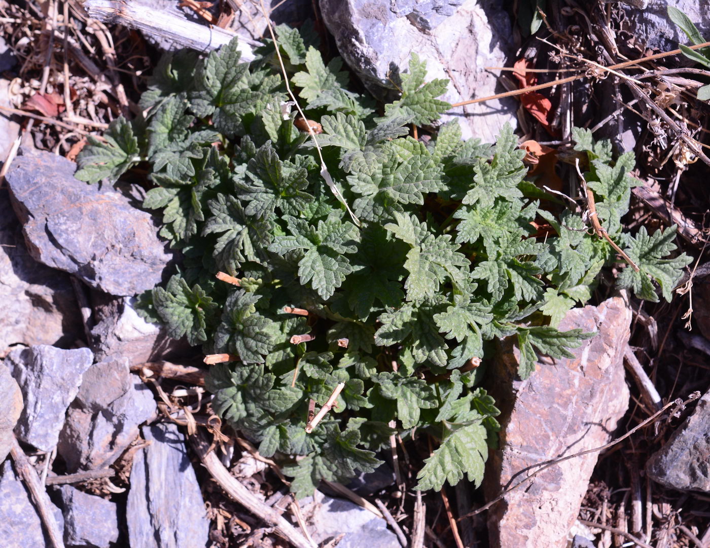 Image of Leonurus turkestanicus specimen.