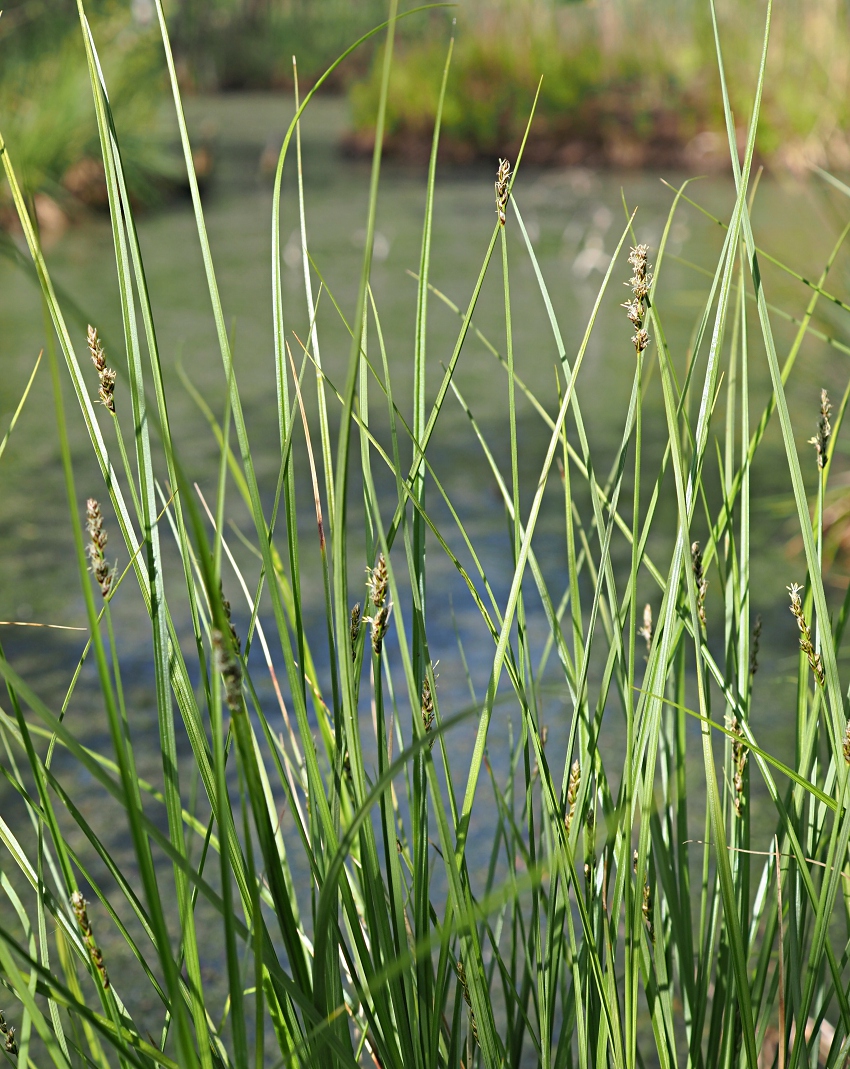 Изображение особи Carex diandra.