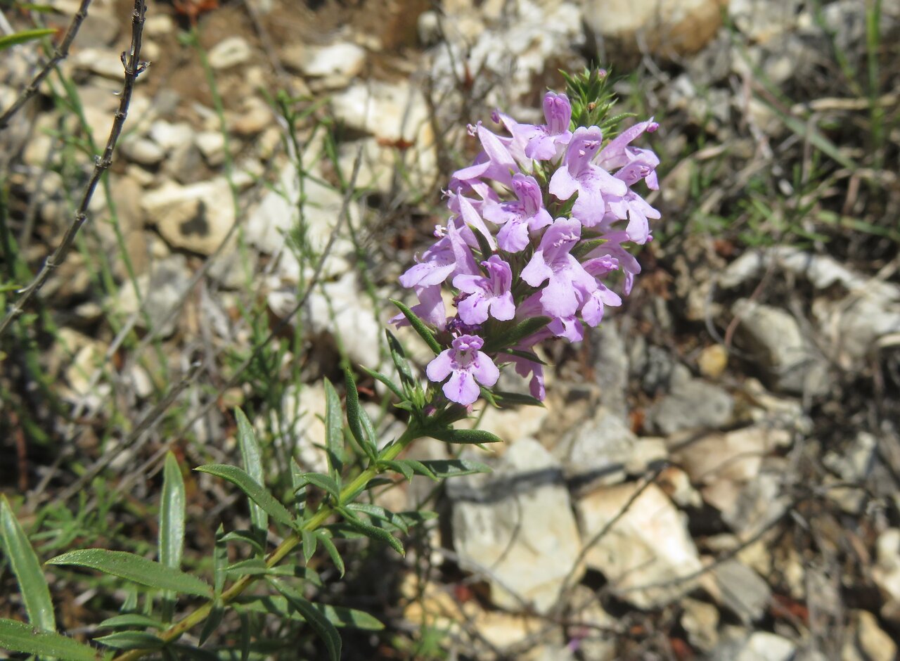 Image of Satureja kitaibelii specimen.