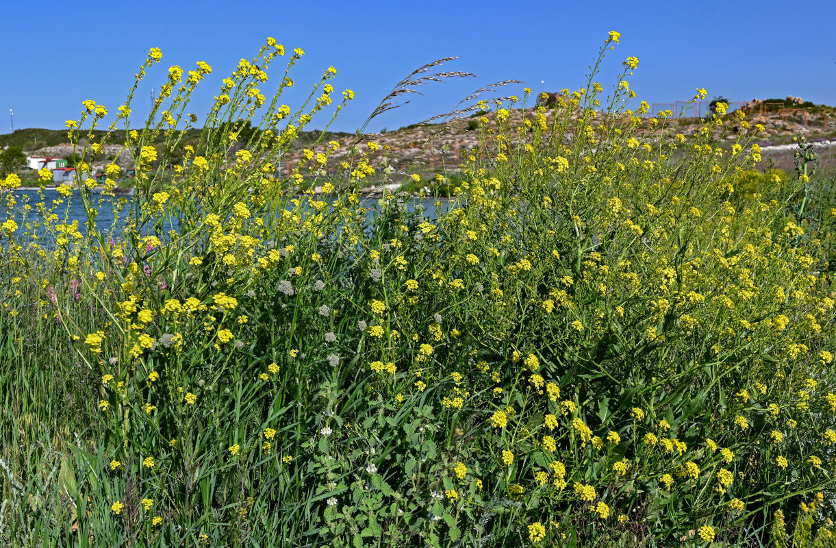 Image of Bunias orientalis specimen.