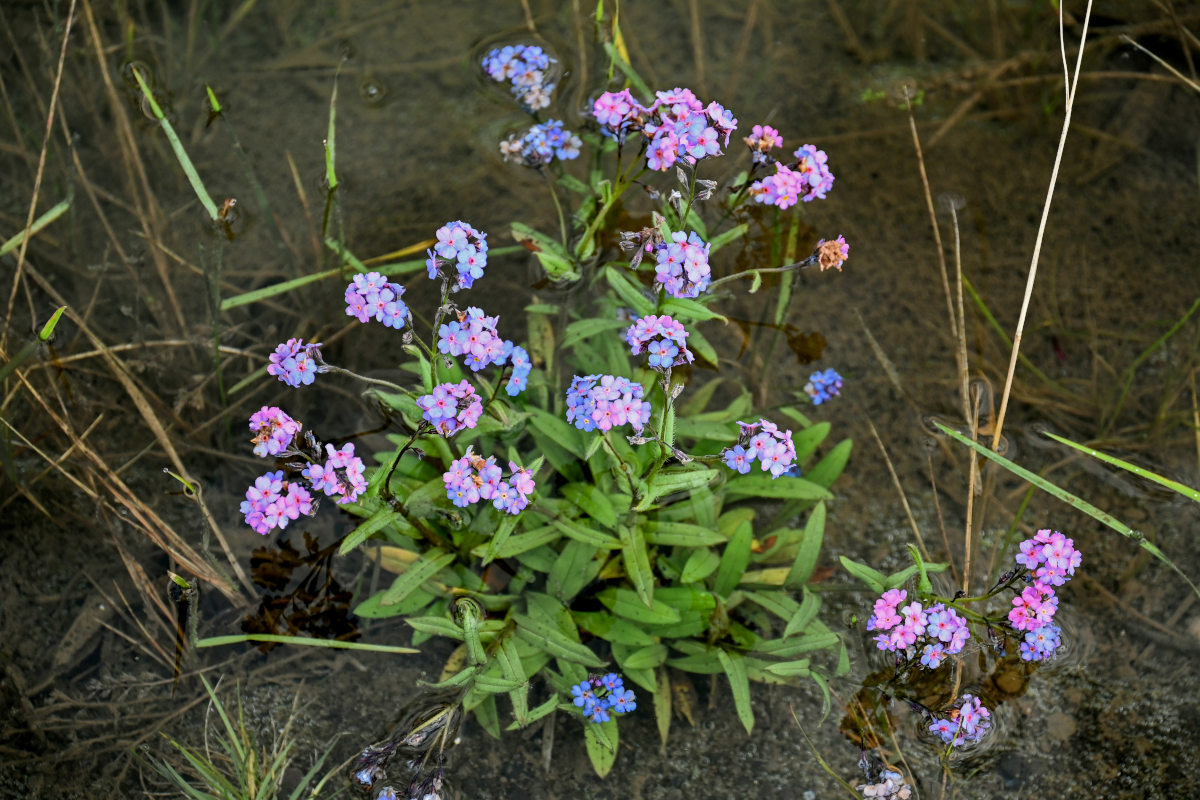 Image of Myosotis asiatica specimen.