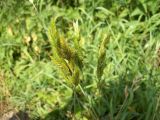 Bromus hordeaceus. Соцветия. Курская обл., Железногорский р-н, пос. Михайловский, дачи Рясник. 23 июля 2007 г.