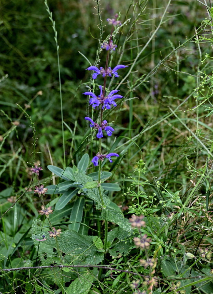 Изображение особи Salvia kuznetzovii.