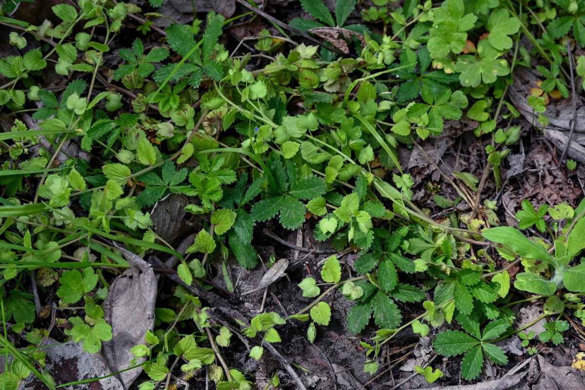 Image of Veronica crista-galli specimen.