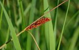 genus Carex