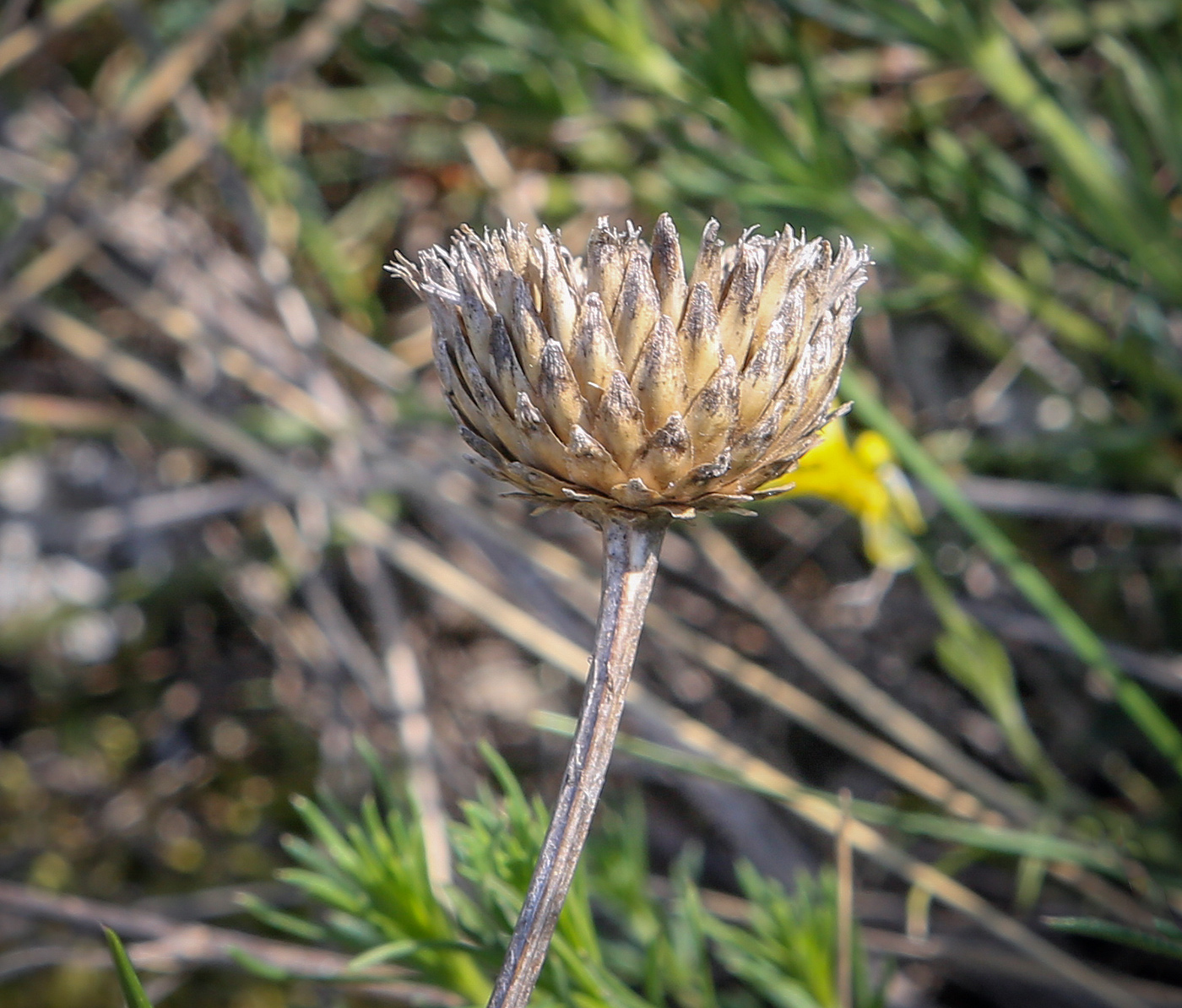 Image of Klasea radiata specimen.