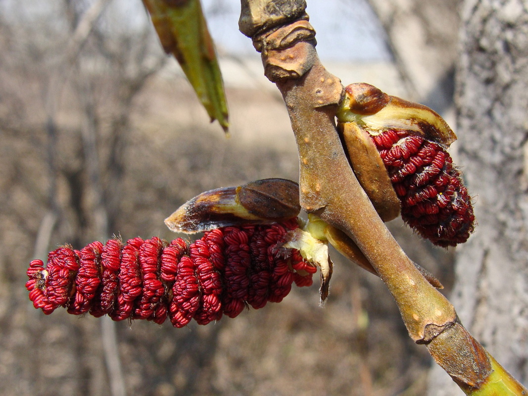 Изображение особи Populus suaveolens.