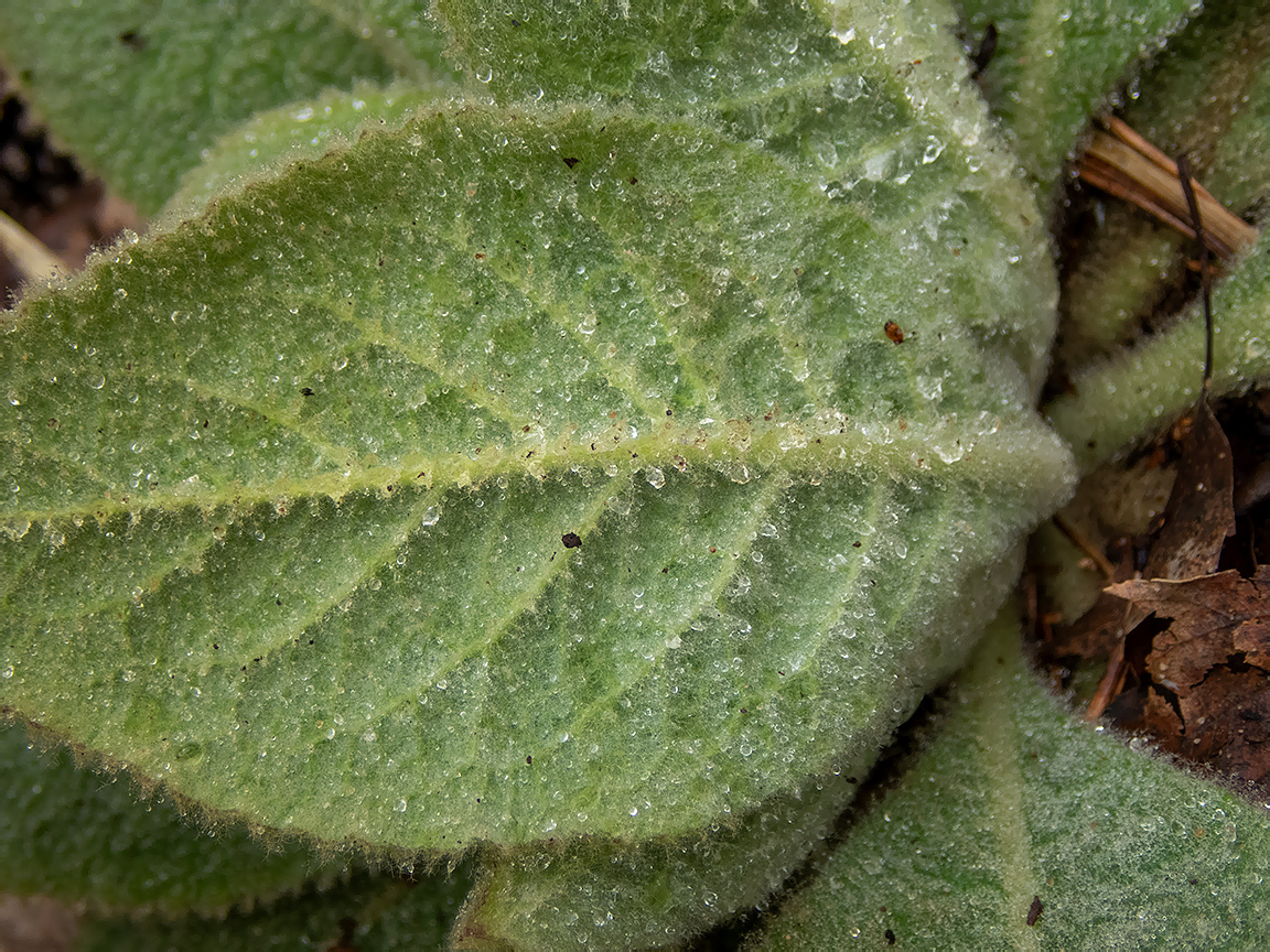 Image of Verbascum thapsus specimen.