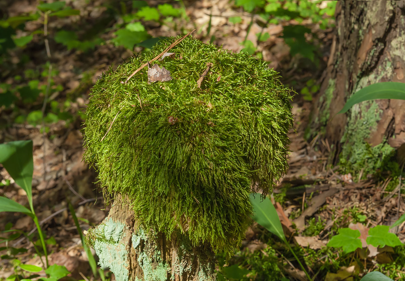 Изображение особи отдел Bryophyta.