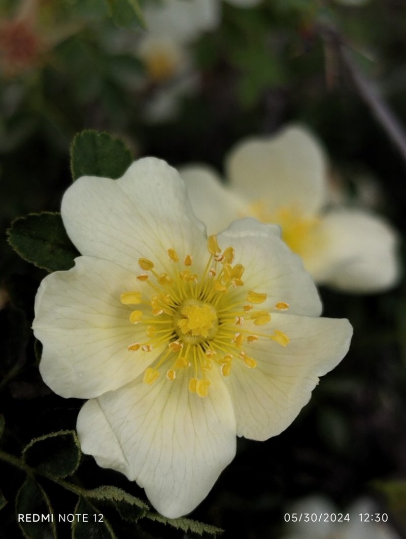 Image of genus Rosa specimen.