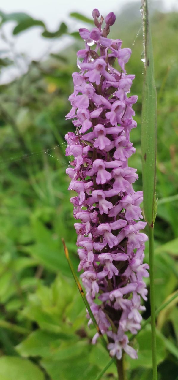 Image of Gymnadenia conopsea specimen.