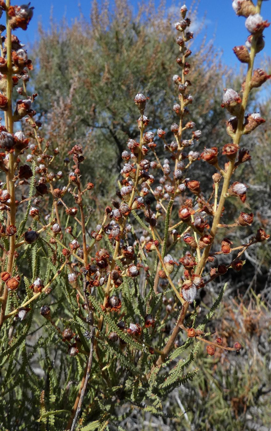 Image of Spiraeanthus schrenkianus specimen.