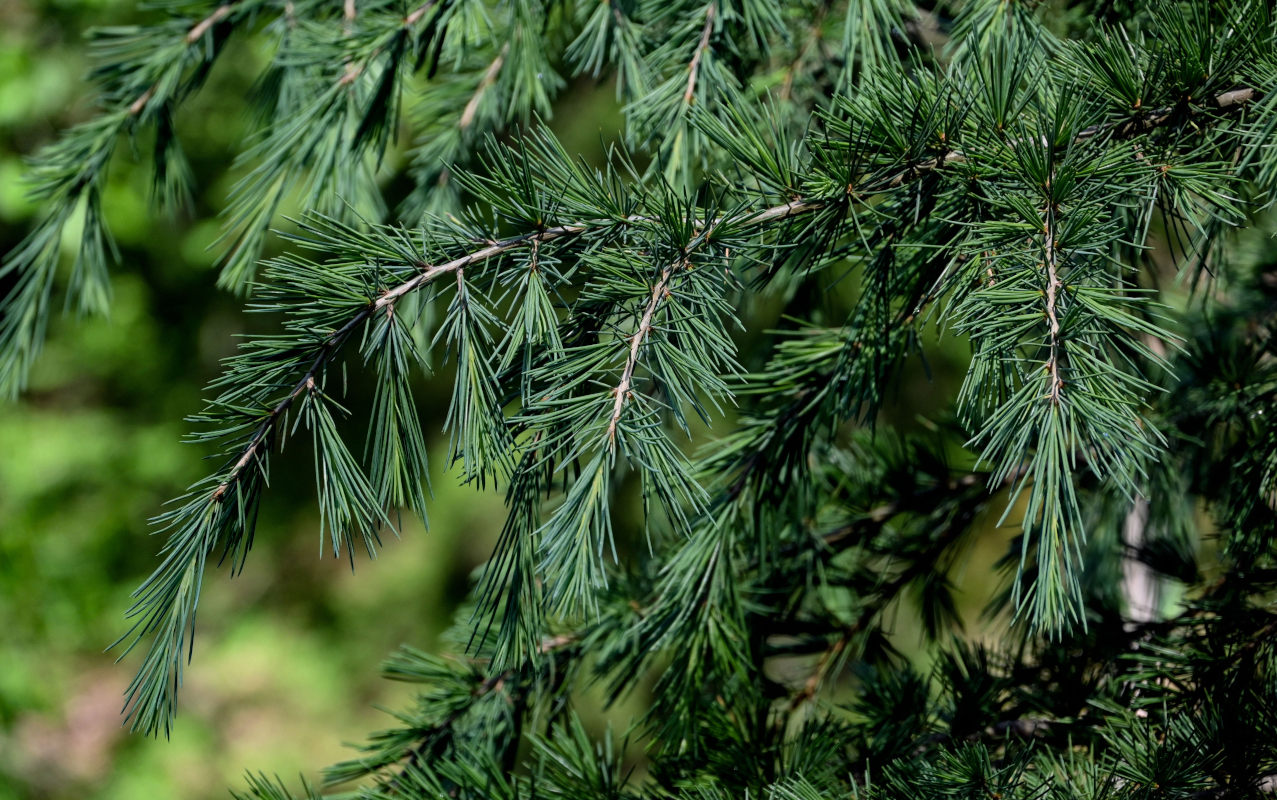 Image of Larix decidua specimen.