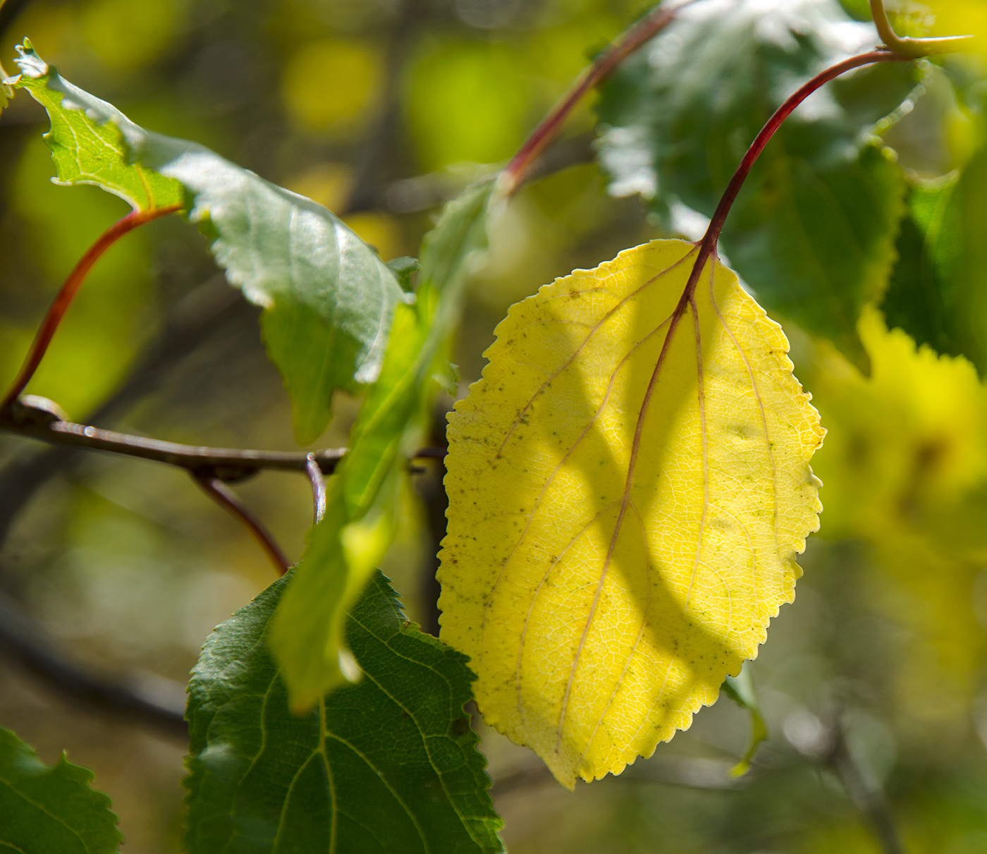 Image of Rhamnus cathartica specimen.