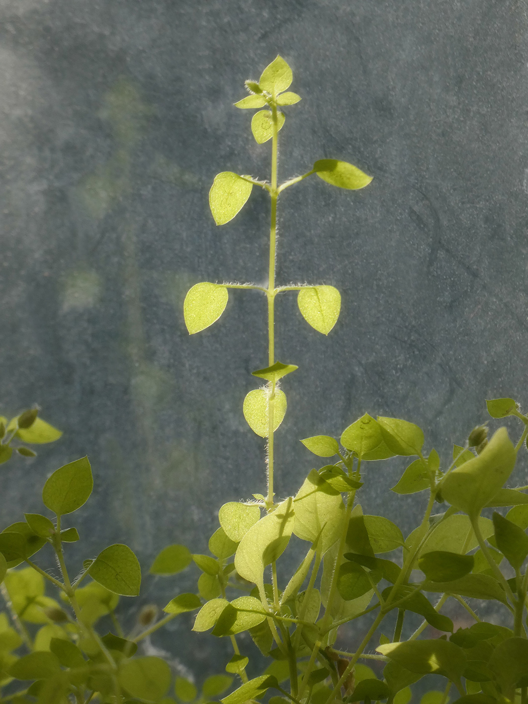 Image of Stellaria media specimen.