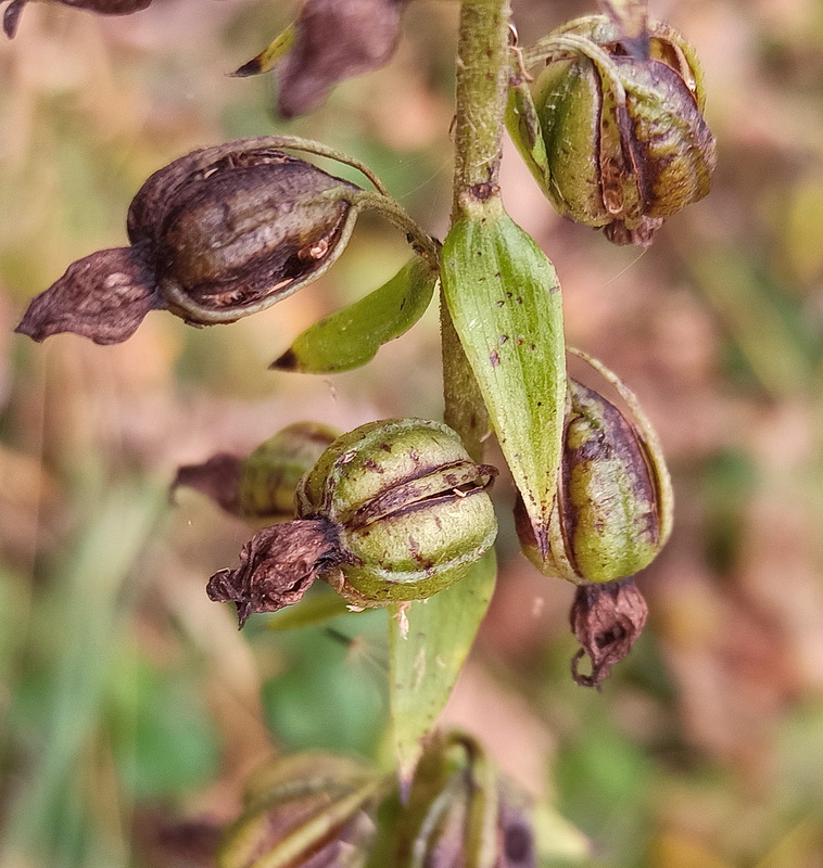 Изображение особи Epipactis helleborine.