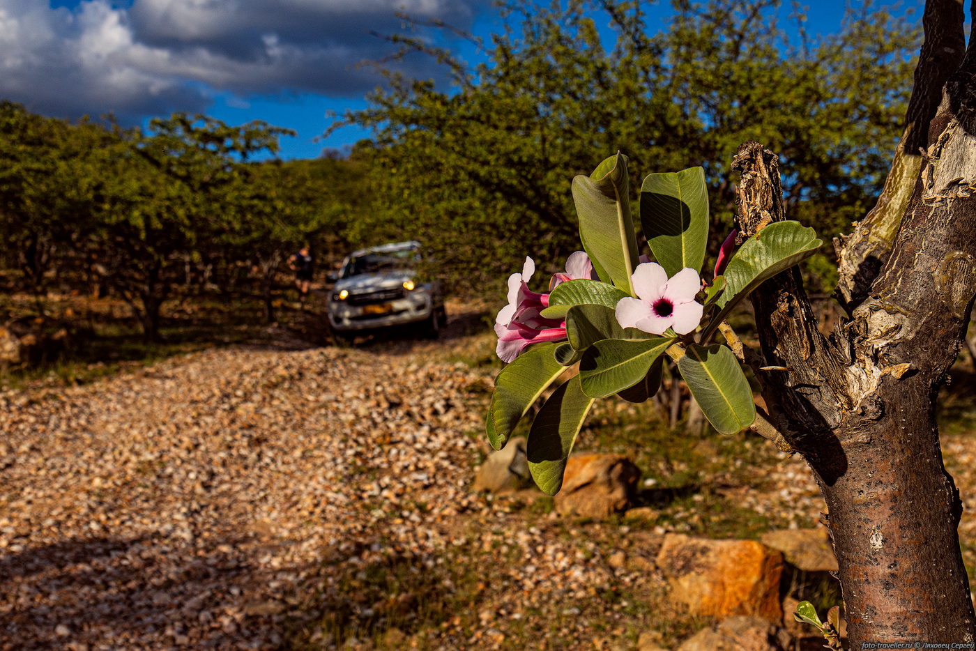 Image of Adenium boehmianum specimen.