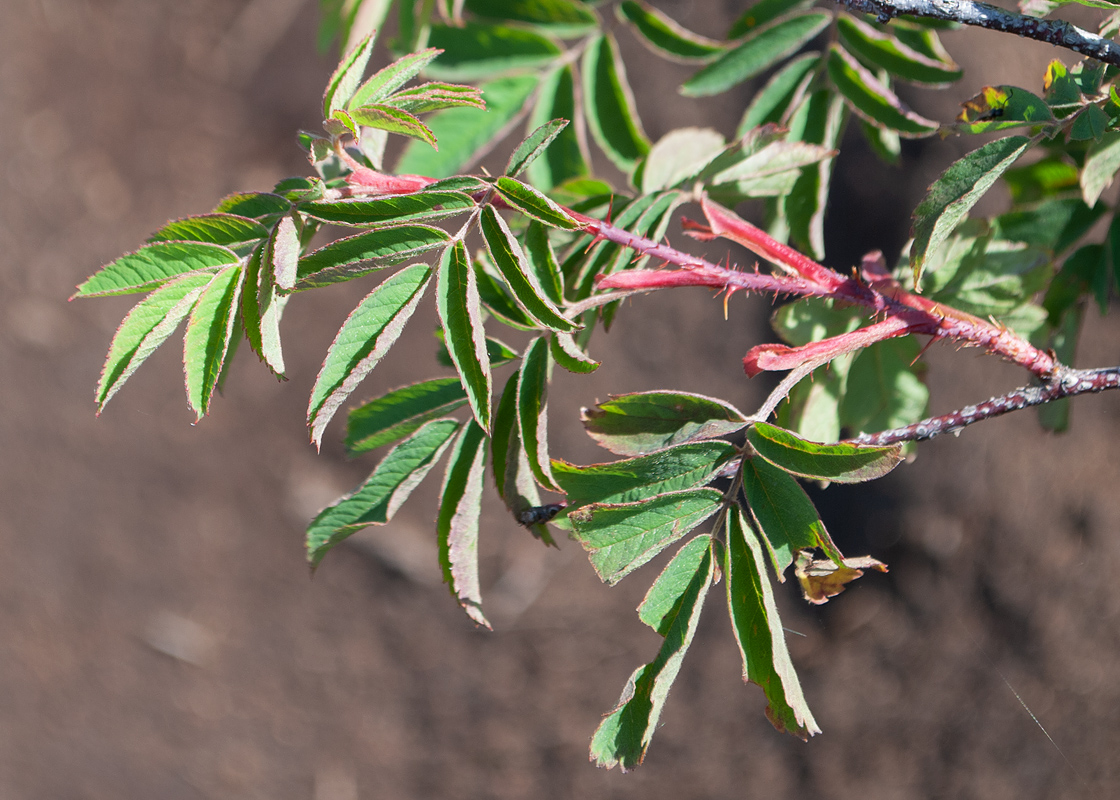 Image of genus Rosa specimen.