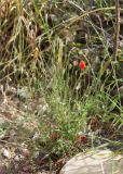 Papaver umbonatum. Цветущее и плодоносящее растение. Турция, пров. Анталья, р-н Кумлуджа, окр. с. Еникышла, каменистая обочина грунтовой дороги. 31.05.2024.