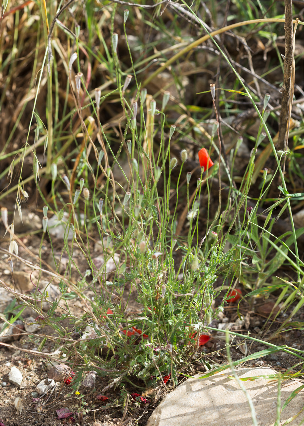 Изображение особи род Papaver.