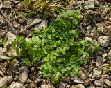 Mentha arvensis