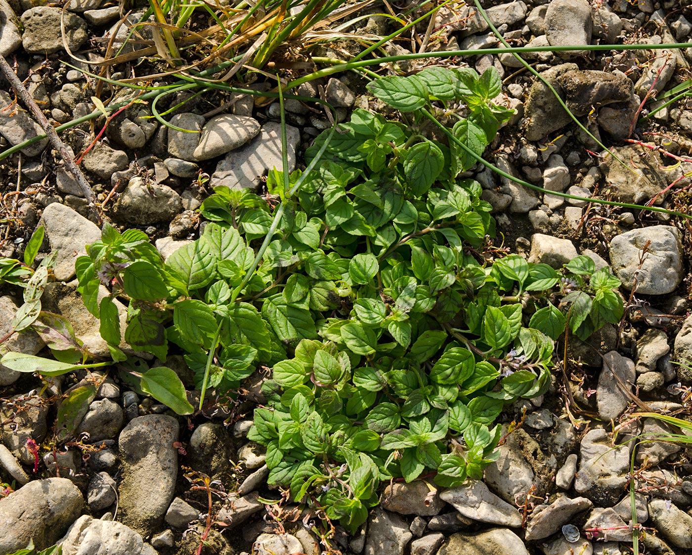 Изображение особи Mentha arvensis.