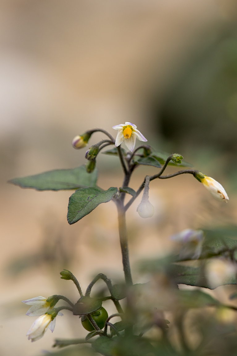 Изображение особи Solanum nigrum.