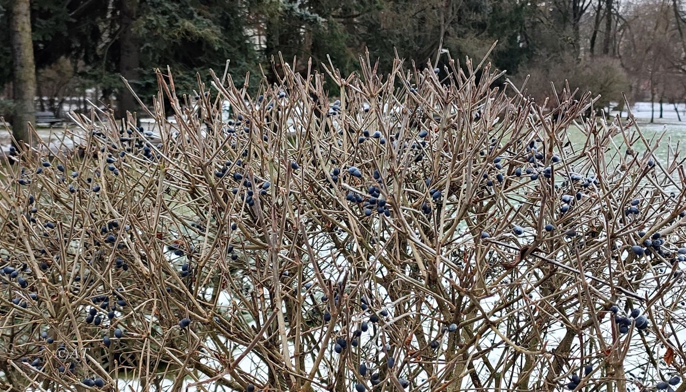 Image of genus Ligustrum specimen.