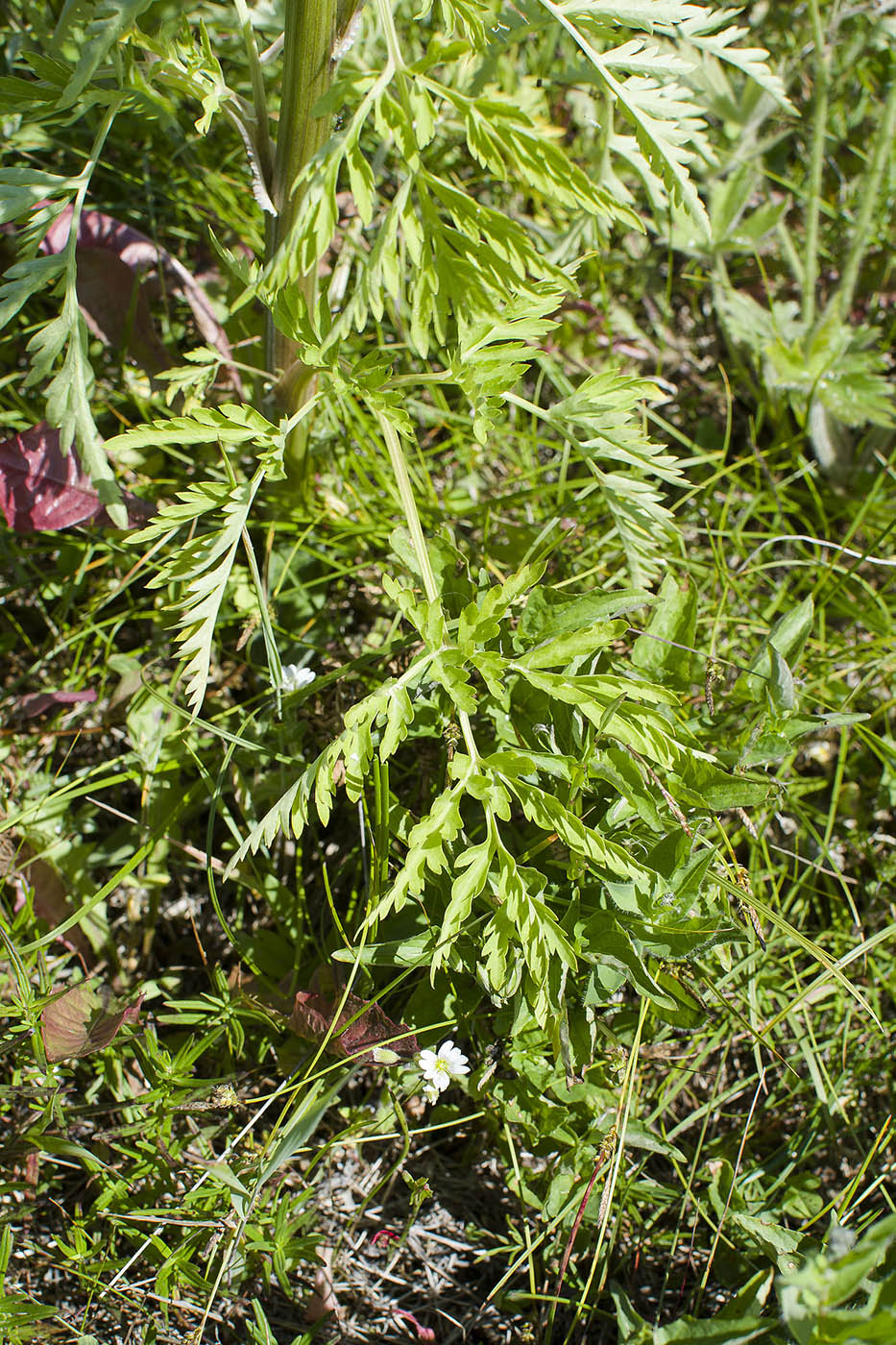 Image of Pleurospermum uralense specimen.