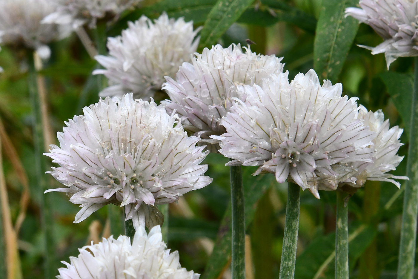 Изображение особи Allium karelinii.