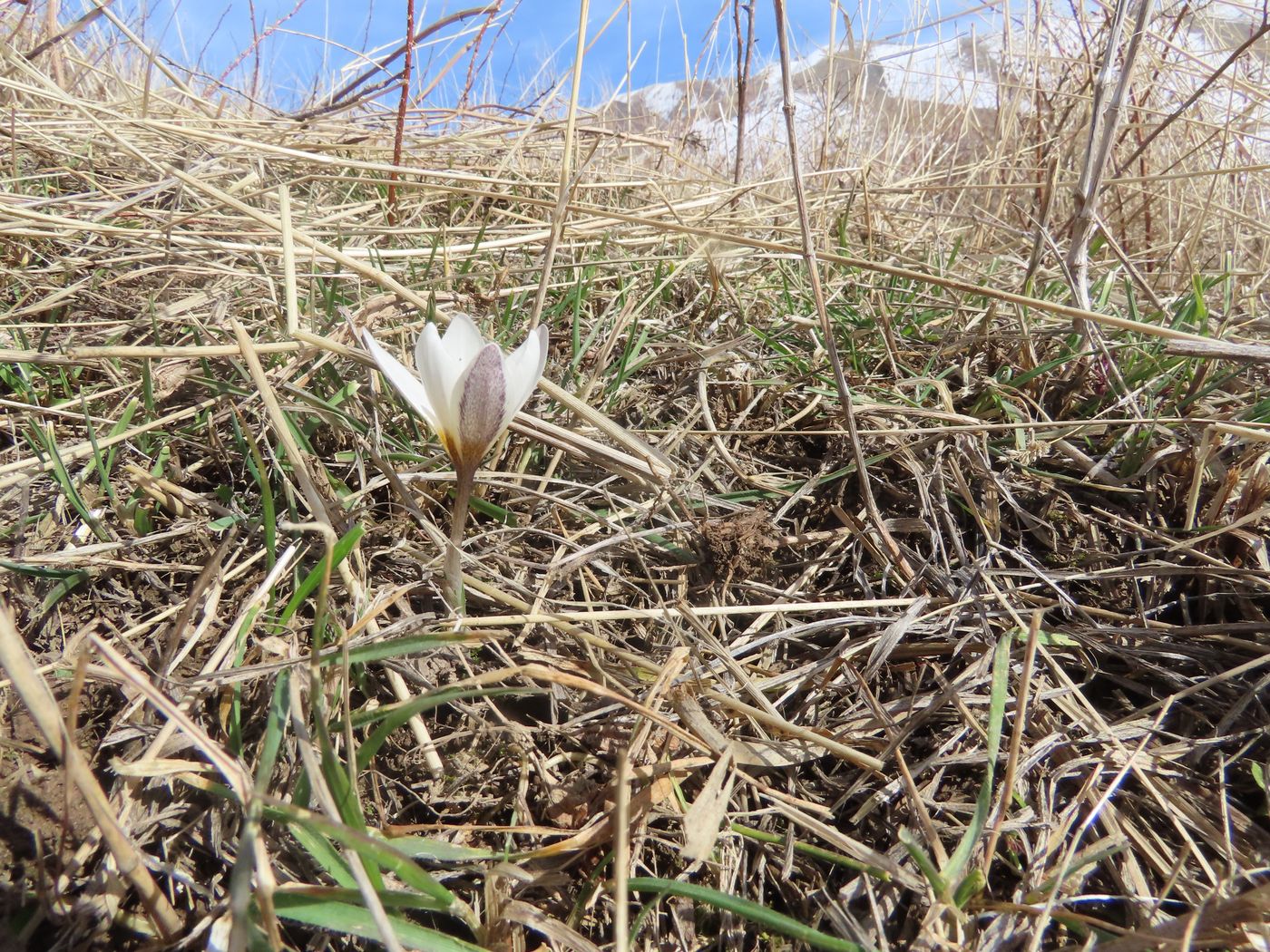 Изображение особи Crocus alatavicus.