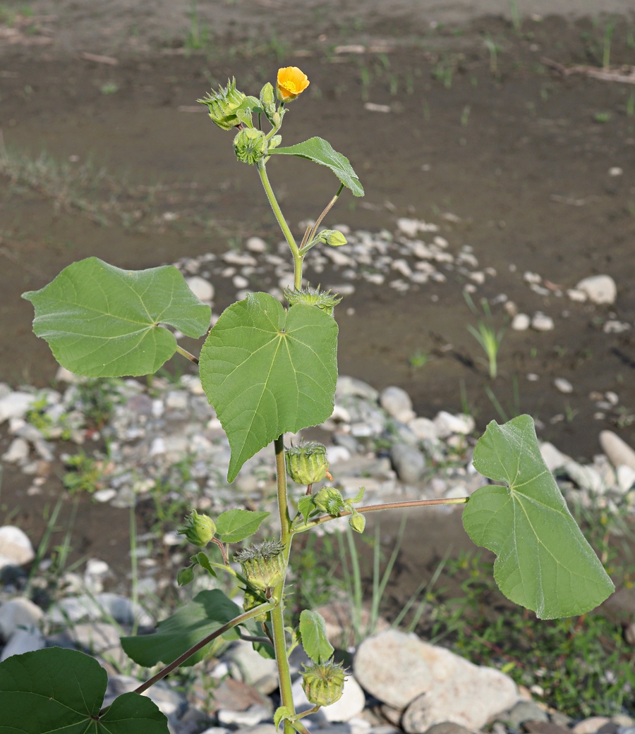 Image of Abutilon theophrasti specimen.