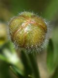 Ranunculus czimganicus