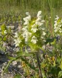 View full-size image Prunella laciniata