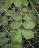 Смотреть изображение род Rosa