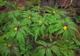 Anemone ranunculoides