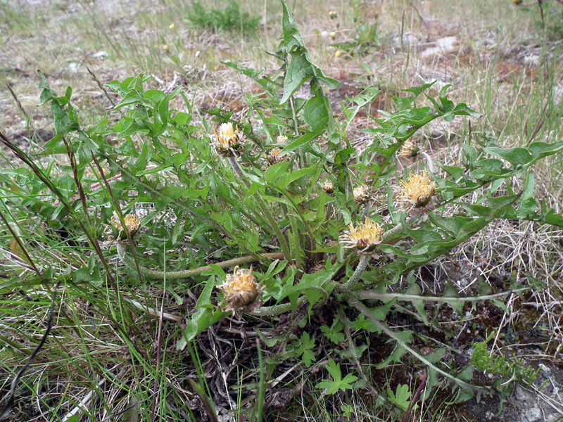 Изображение особи род Taraxacum.