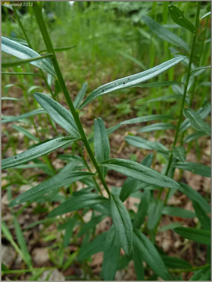 Изображение особи Genista tinctoria.