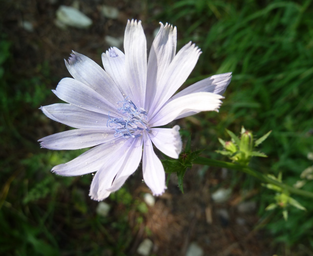 Image of Cichorium intybus specimen.