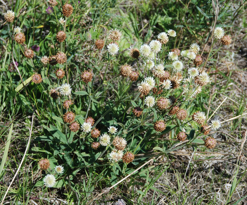 Image of Trifolium montanum specimen.