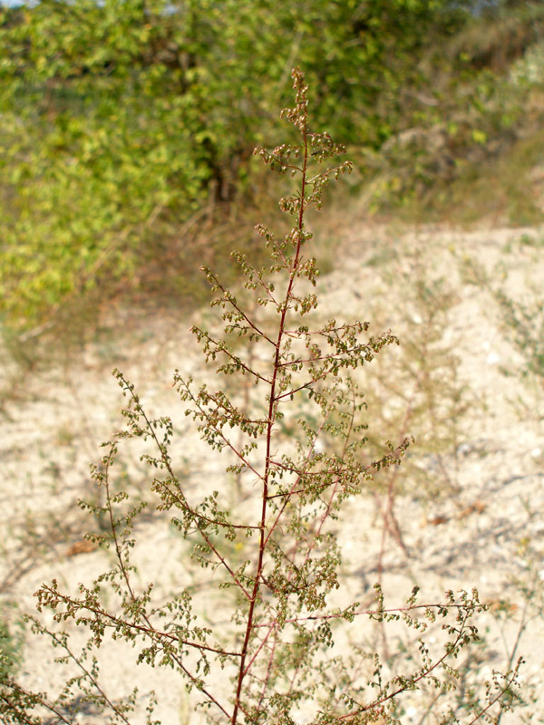 Image of Artemisia scoparia specimen.