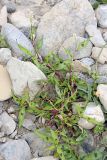 Persicaria × lenticularis. Расцветающее растение. Южный Казахстан, Верхний Боролдай, каменистая коса на реке. 29.06.2011.