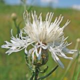 genus Centaurea. Соцветие. Украина, Донецкая обл., Константиновский р-н, окр. с. Заря, выходы третичных песков на склоне степной балки в долине р. Калиновая. 04.07.2010.