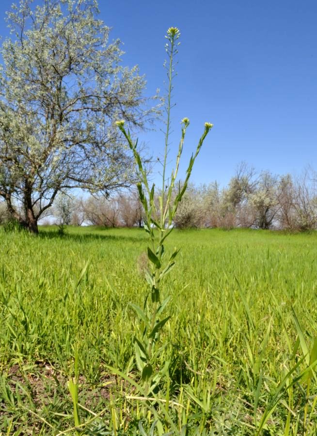 Изображение особи Camelina microcarpa.