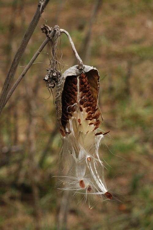 Image of Asclepias syriaca specimen.