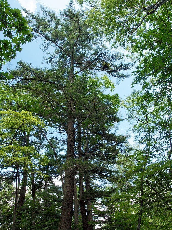 Image of genus Abies specimen.