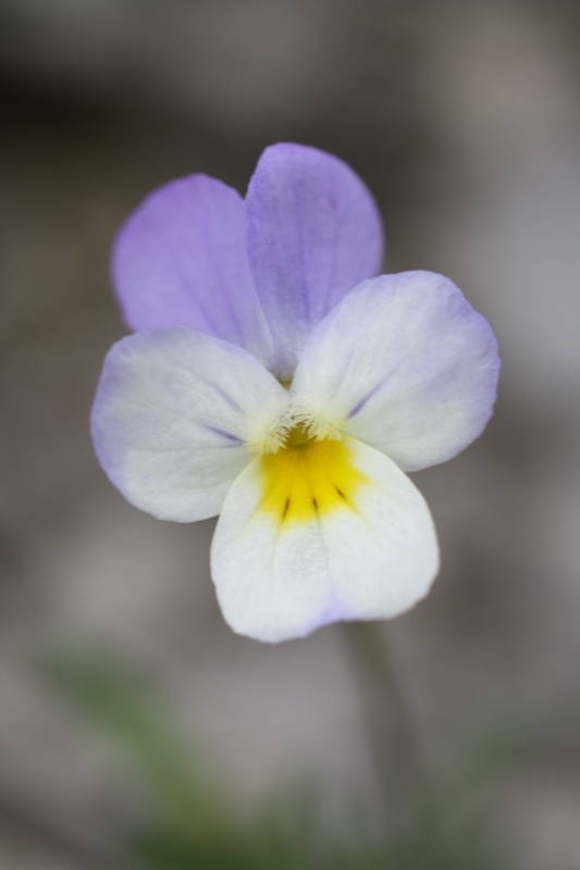 Image of Viola arvensis specimen.